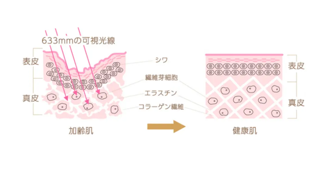 可視光線と肌