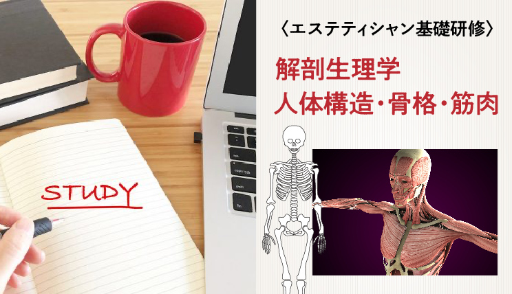 【エステティシャン基礎研修】解剖生理学　人体構造・骨格・筋肉