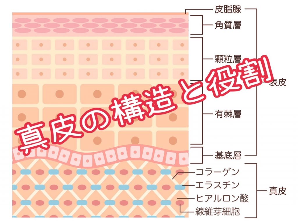 真皮の構造とエステティックの必要性? | スペースグッドタイム